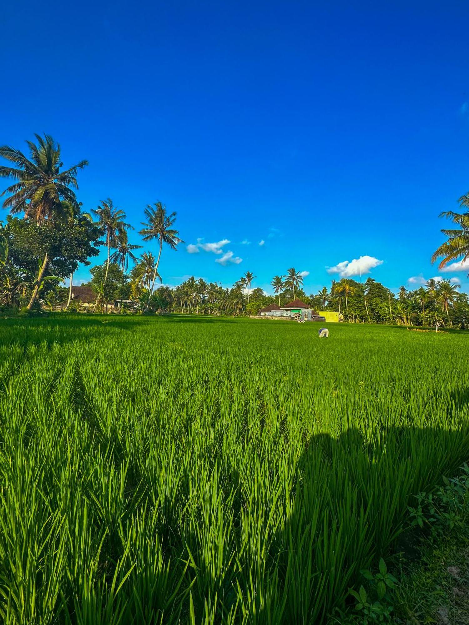 מלון קנגו Nunu Bali Eco Friendly Retreat מראה חיצוני תמונה