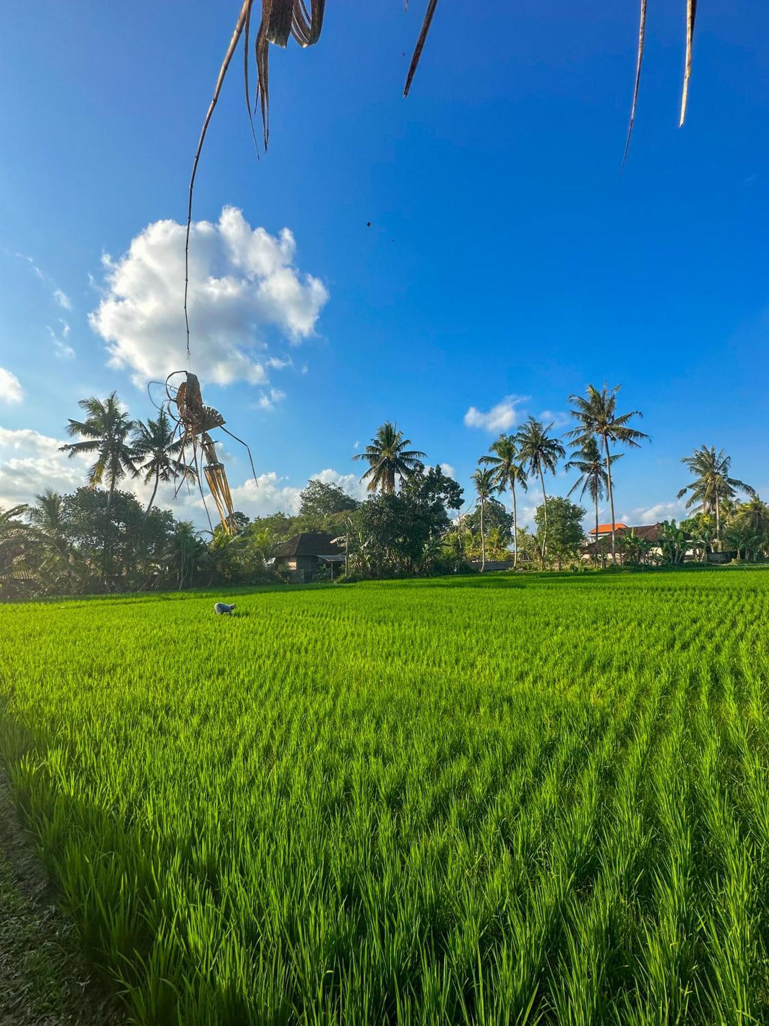 מלון קנגו Nunu Bali Eco Friendly Retreat מראה חיצוני תמונה